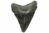 Juvenile Megalodon Tooth - South Carolina #375965-1